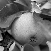 Dokumentation über die Herstellung von Apfelwein